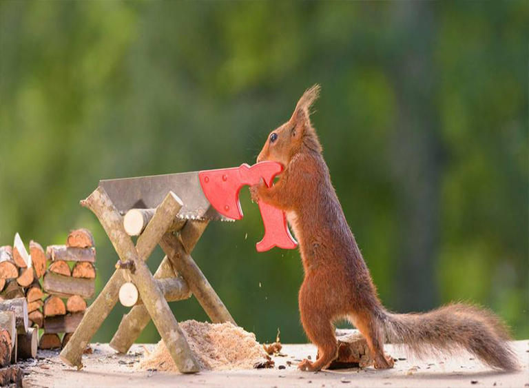 推薦5種佳便攜式鋸木廠家-北京廠家