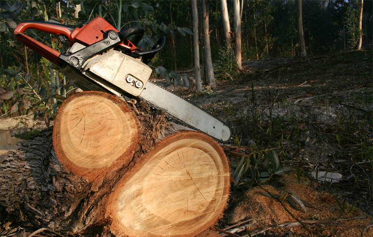詳細了解幾個世紀(jì)以來亞洲的森林砍伐現(xiàn)狀