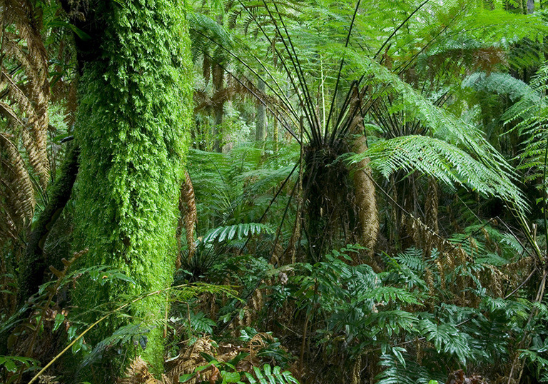 熱帶雨林與生物多樣性熱雨林如何改善全球環境健康