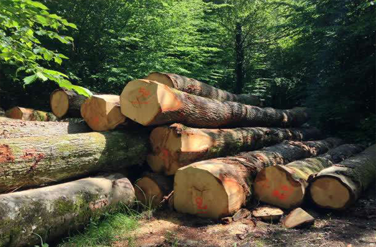 關于木材巡航點采樣方法詳細步驟