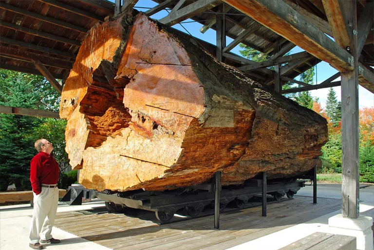 使用樹(shù)木解剖和生理進(jìn)行識(shí)別-樹(shù)的部分如何確定樹(shù)種命名法