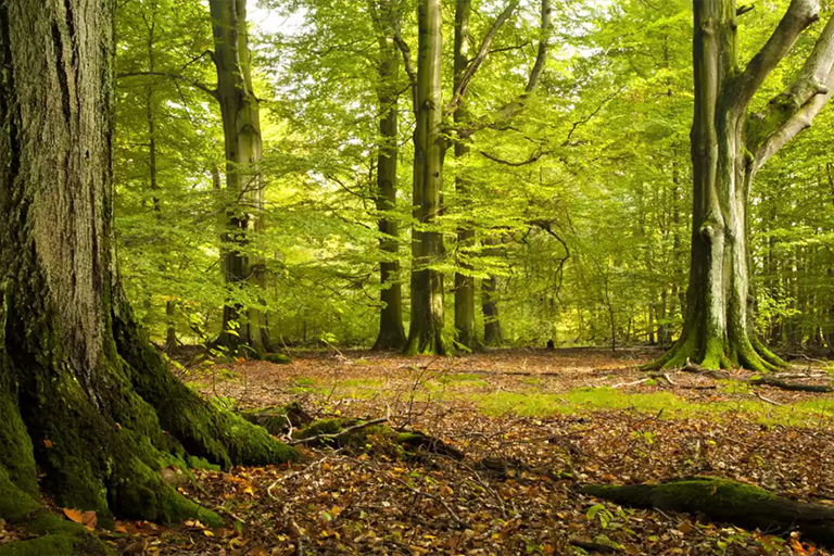 史上全細休眠樹識別庫（一）