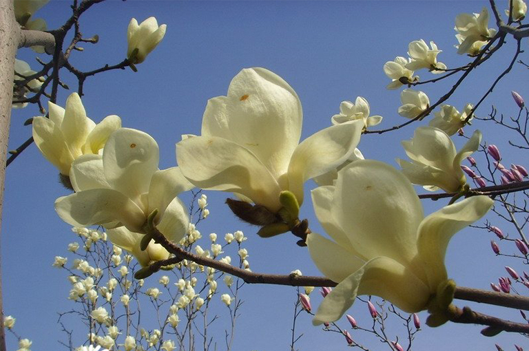 Saucer Magnolia日本木蘭花樹的特征-北京廠家