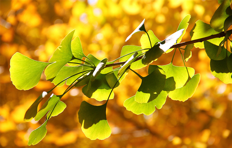 基本銀杏葉資料信息-研究冰河時期消滅的古景觀標本（二）