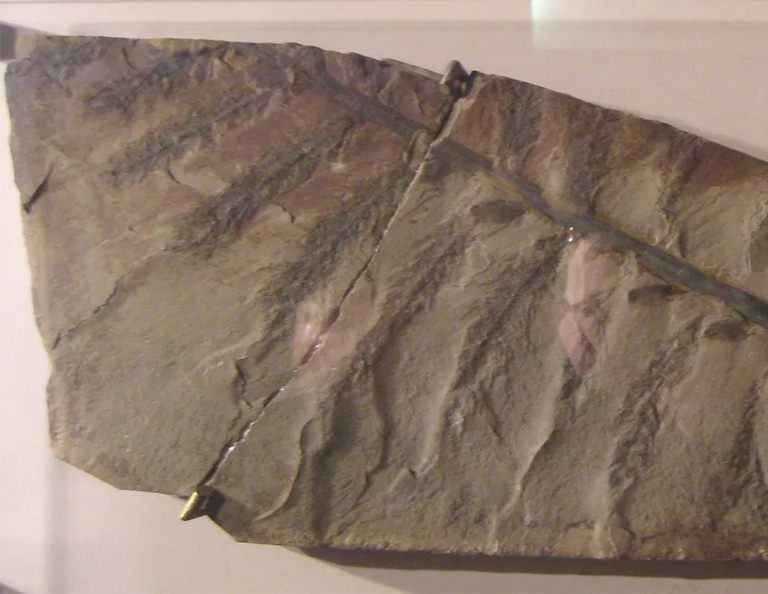 始祖鳥(niǎo)-棵“真”樹(shù)構(gòu)成地球上個(gè)森林的樹(shù)