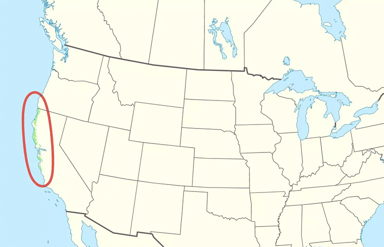 紫杉科三大北美重要樹(shù)之一-紅木樹(shù)分類和生長(zhǎng)范圍