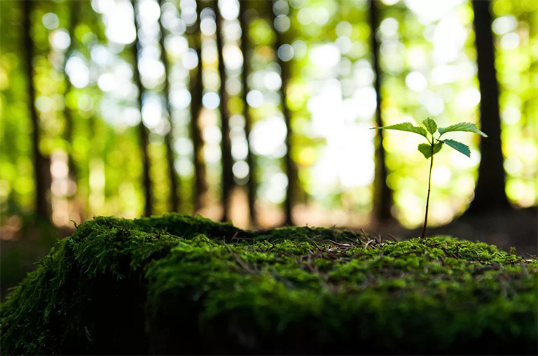 樹木無處不在-關于樹木的11件事（一）