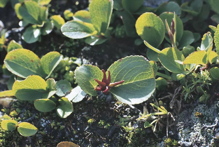 有世界上小的樹種嗎？