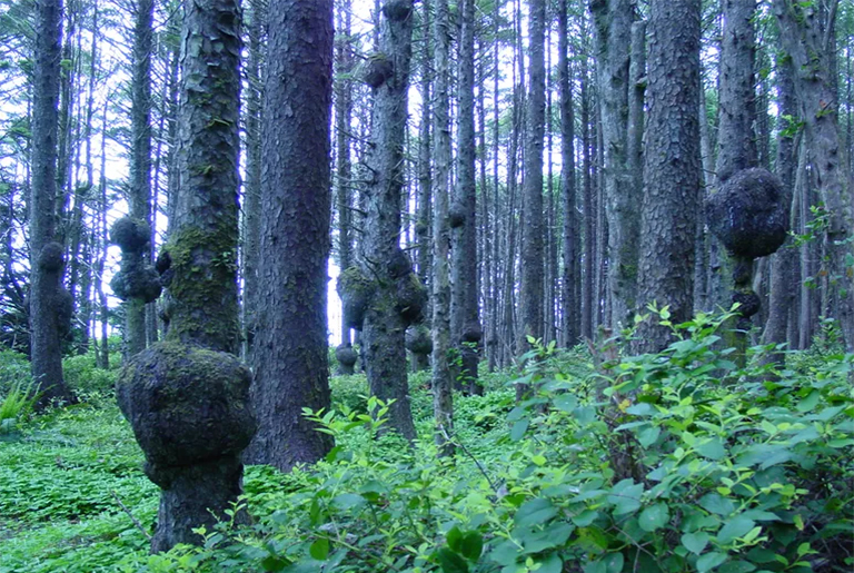 識別和控制樹瘤-查找識別出售樹樁