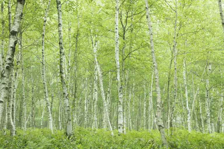 區分硬木和軟木樹-通常是正確的，但這不是的規則