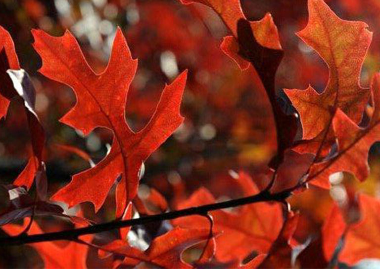 北美常見(jiàn)的硬木樹(shù)-北美常見(jiàn)的硬木樹(shù)歷史和棲息地（六）