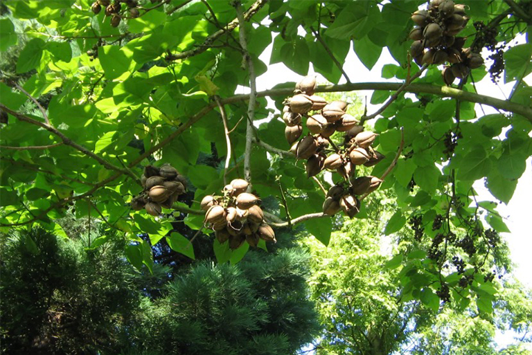 北美常見(jiàn)的硬木樹(shù)-北美常見(jiàn)的硬木樹(shù)歷史和棲息地（七）