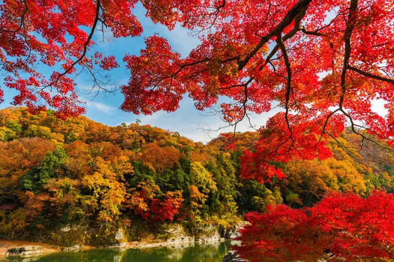 高潮社區的發展-以及高潮森林周圍的混亂