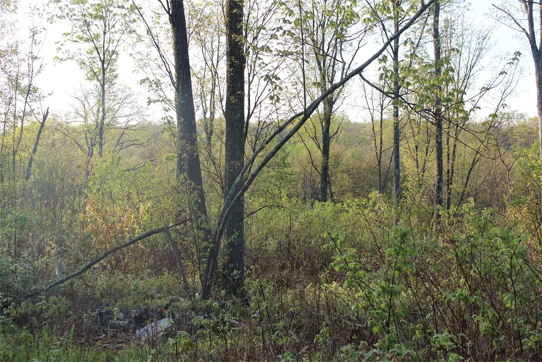 了解生態演替-隨著物種組成的變化群落結構和功能也發生了一系列變化