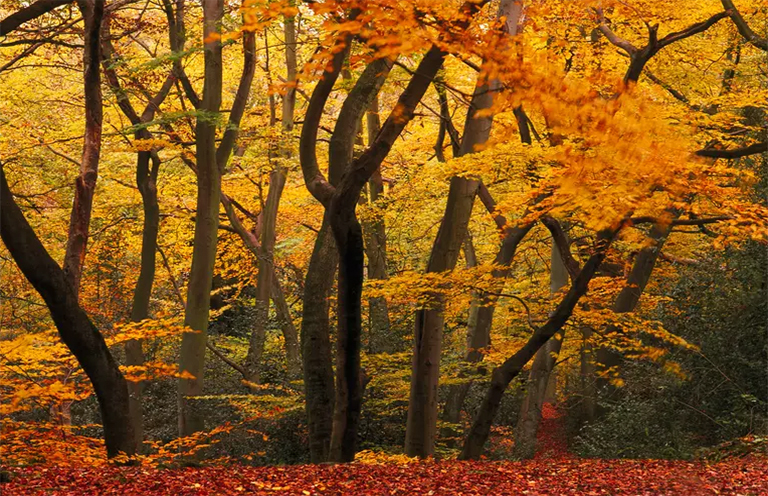 溫帶森林-帶地區生長的森林