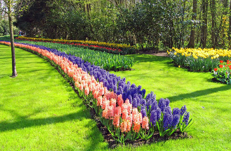 為什么專家修剪對成功的景觀管理計劃至關重要