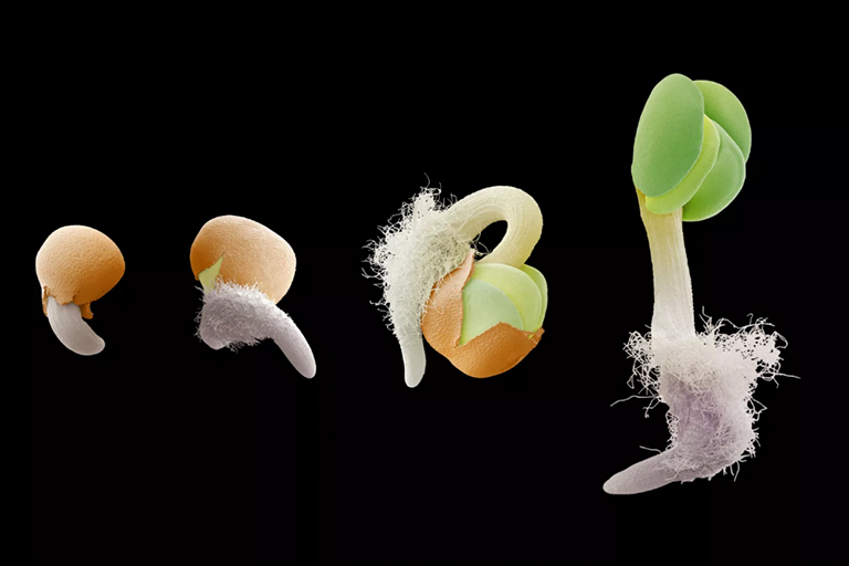 了解植物習(xí)俗-下