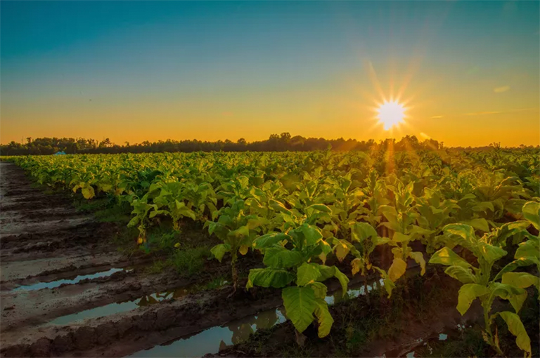 有爭議的煙草廠如何發展到今天的樣子