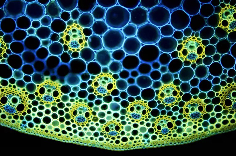 探索植物組織系統的內在生命