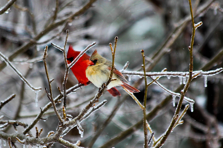 花園護理使花園加蓬勃發(fā)展