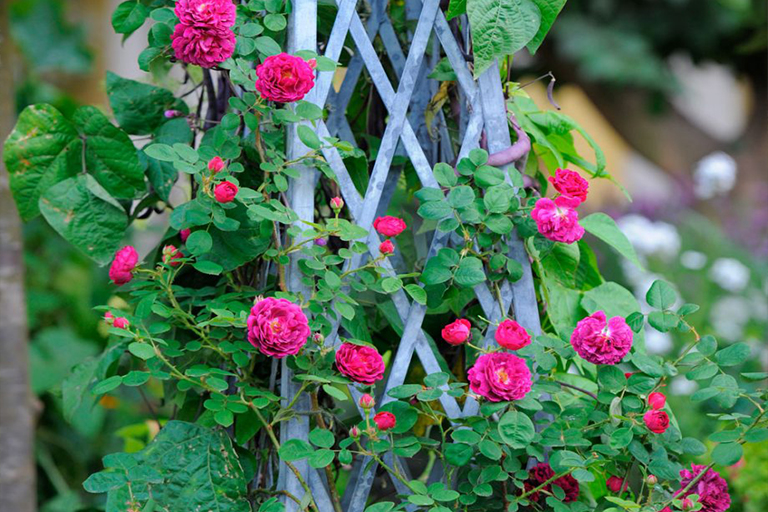 山寨植物花園創(chuàng)意–在任何環(huán)境下創(chuàng)建迷人的鄉(xiāng)村f 格植物花園(上）