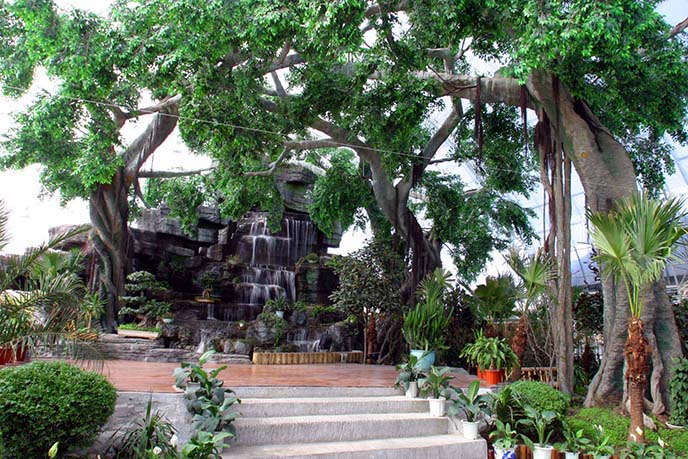 仿真榕樹.jpg 仿真榕樹