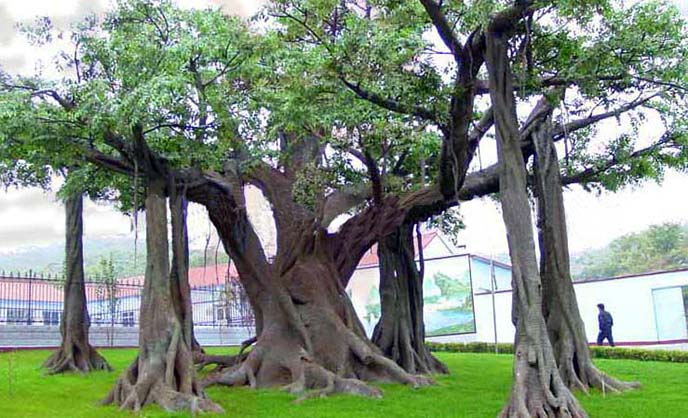 仿真榕樹.jpg 仿真榕樹