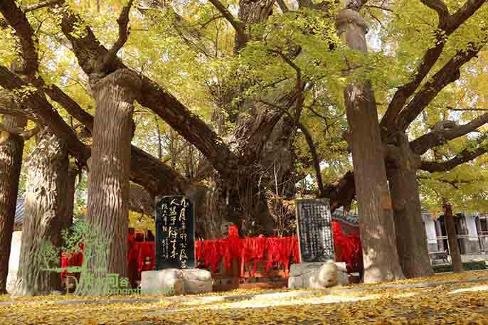 仿真樹.jpg 仿真樹