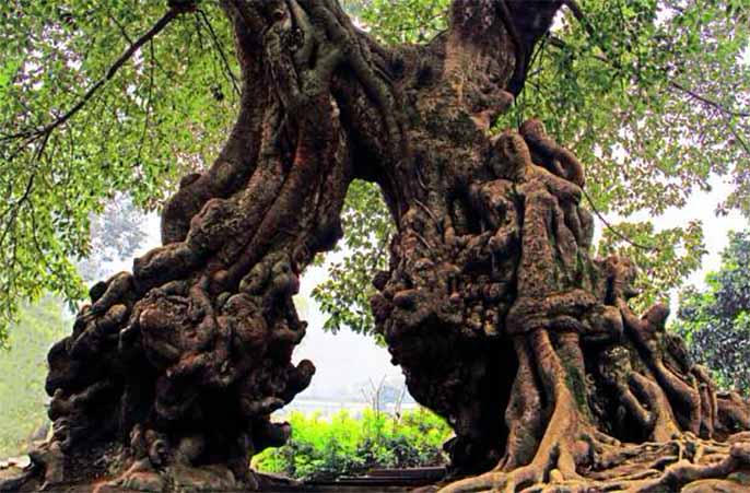 仿真樹.jpg 仿真樹