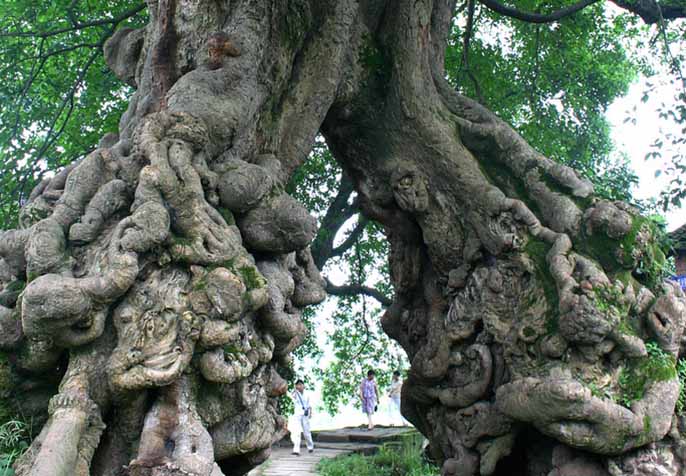 仿真樹.jpg 仿真樹