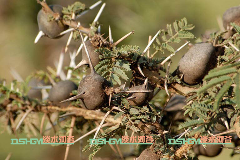 仿真樹.jpg 仿真樹