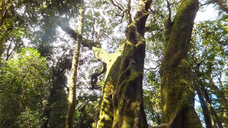 仿真樹廠家.jpg 仿真樹廠家