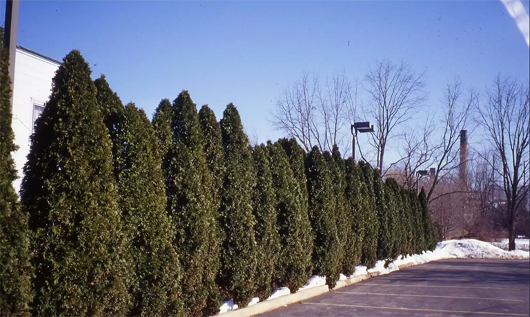 仿真樹.jpg 仿真樹