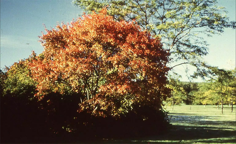 仿真樹.jpg 仿真樹