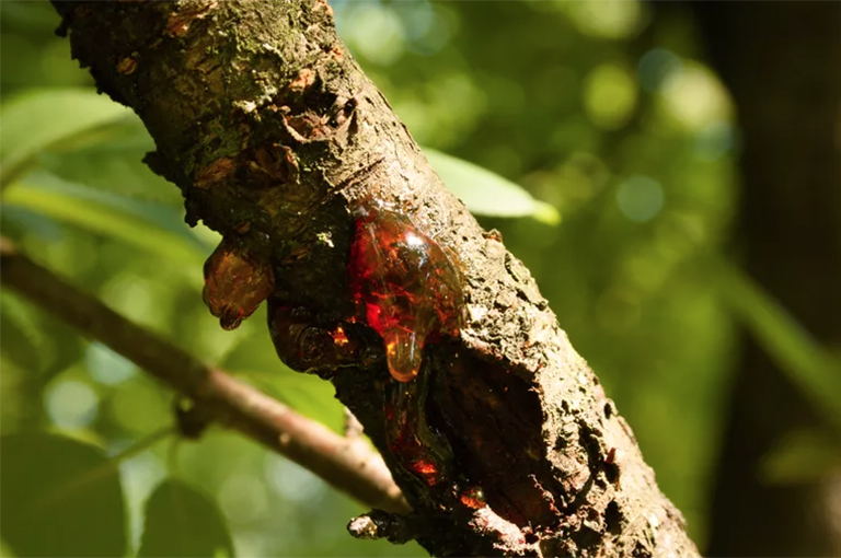 仿真樹.jpg 仿真樹