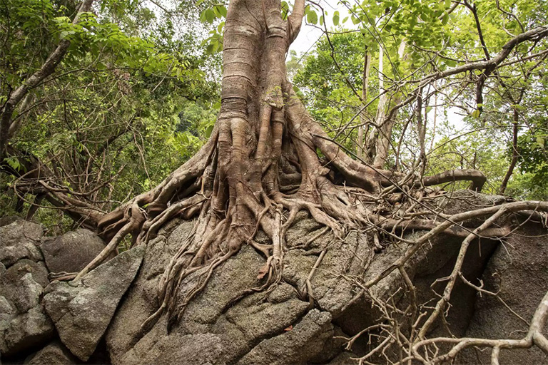 仿真樹.jpg 仿真樹