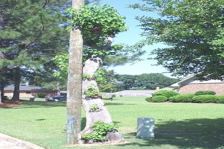 仿真樹.jpg 仿真樹