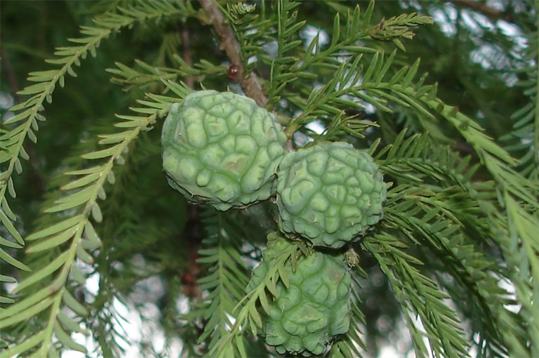 仿真樹.jpg 仿真樹