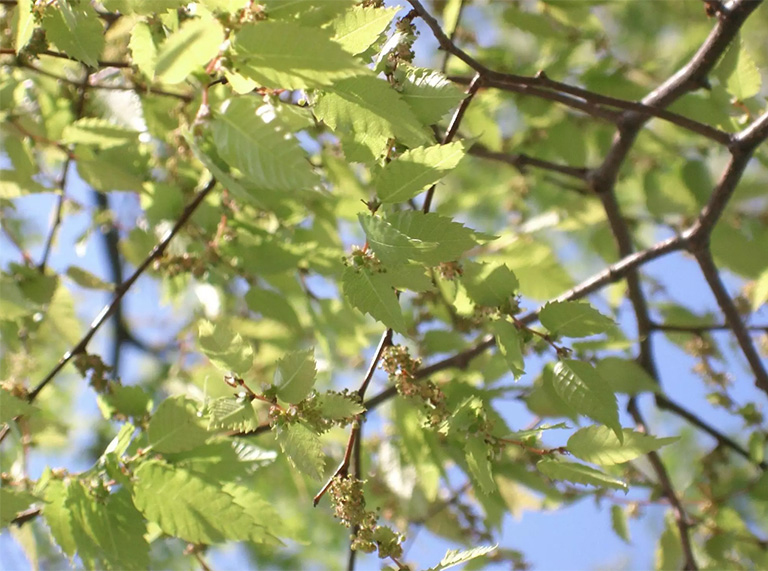 仿真樹.jpg 仿真樹