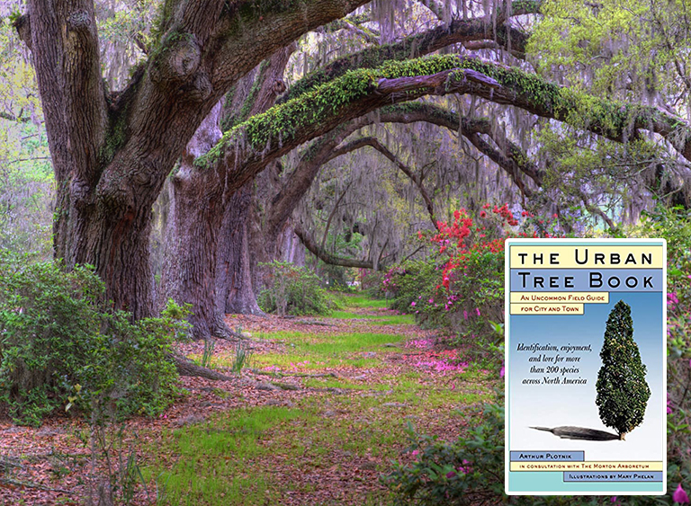 仿真樹.jpg 仿真樹