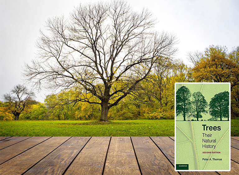 仿真樹.jpg 仿真樹