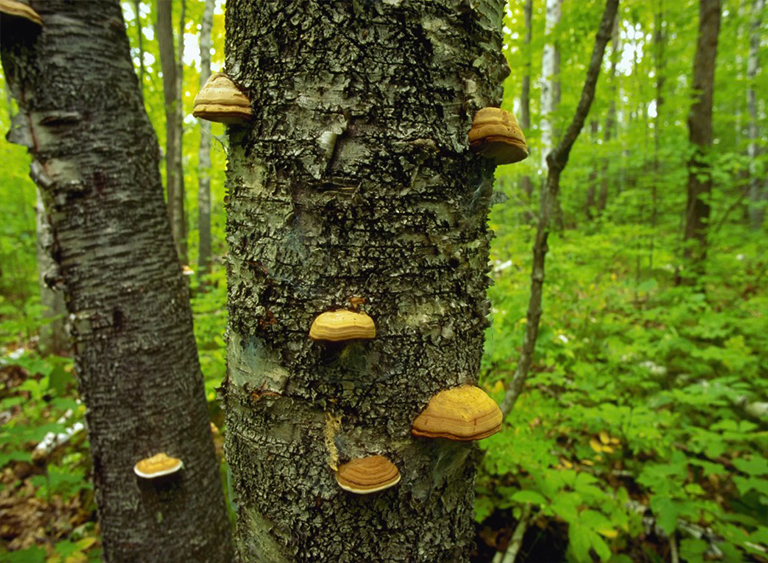 奇珀瓦國(guó)家森林公園在明尼蘇達(dá)州