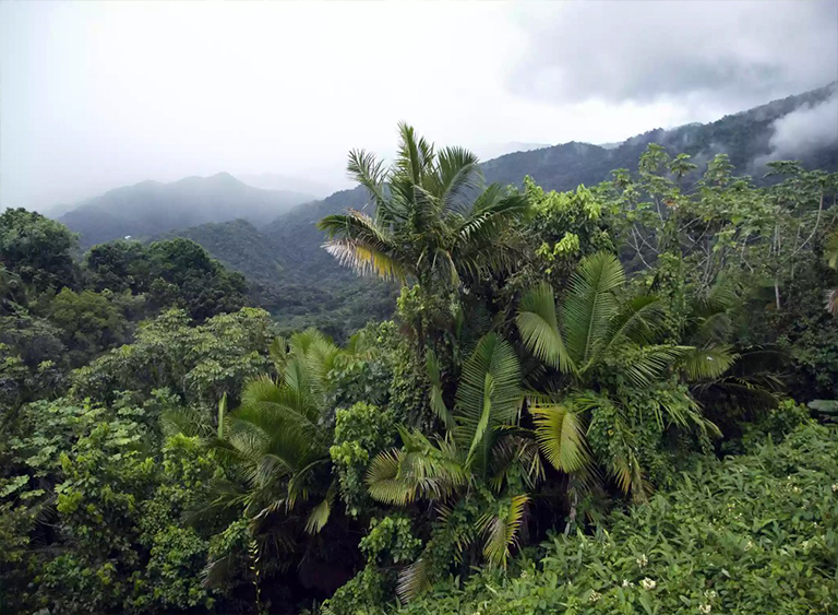 波多黎各的云蓋國家森林公園.jpg 波多黎各的云蓋國家森林公園