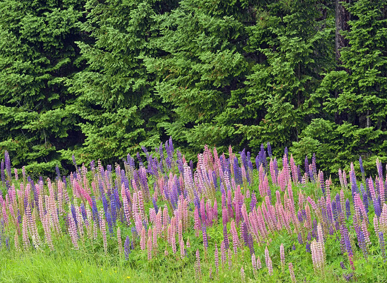 威斯康星州切夸梅貢-尼科萊特國家森林.jpg 威斯康星州切夸梅貢-尼科萊特國家森林