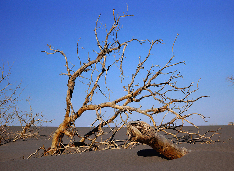 樹木死亡.jpg 樹木死亡