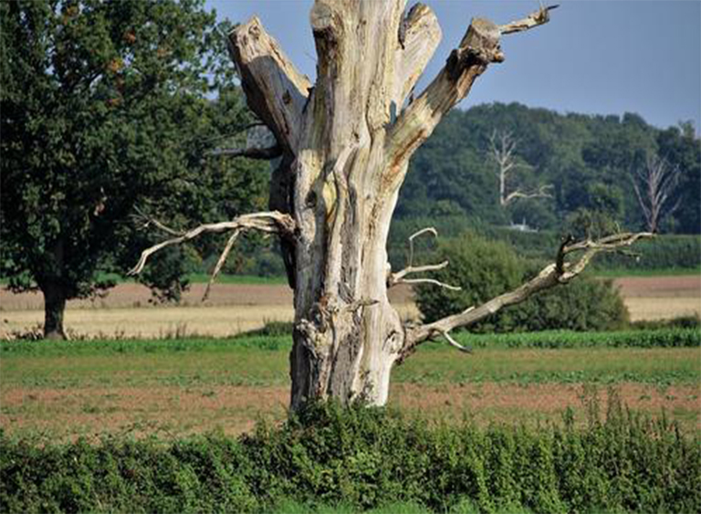 樹木死亡.jpg 樹木死亡