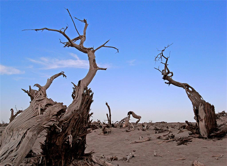 樹木死亡.jpg 樹木死亡