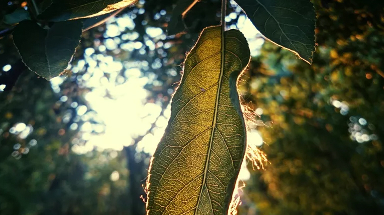 樹細胞中的膨脹壓力