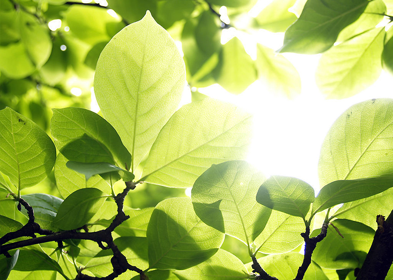 樹細胞中的膨脹壓力