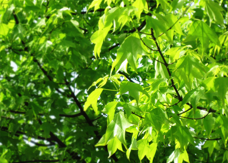 樹細胞中的膨脹壓力